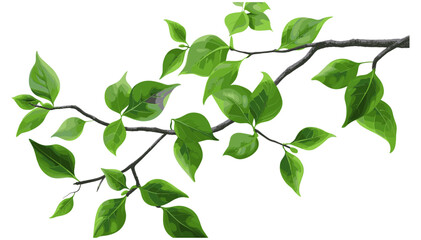 Glossy Green Leaves on Branch Vector, Natural, Fresh Foliage, Botanical, Eco, Spring, Isolated, Elegant, Realistic, Decorative, Lush, Vibrant, Nature, Plant, Illustration