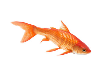 Isolated Gold Fish