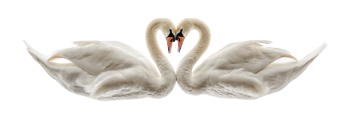 Two swans forming a heart isolated on white and transparent background, cut out png