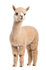 Fototapeta premium An adorable alpaca posing, isolated on white background