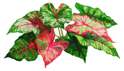 Obraz premium Vector Red and Green Caladium Leaves Cluster, Tropical Foliage, Exotic Plant, Botanical Illustration, Nature Pattern, Decorative Leaf Design, Jungle Theme, Houseplant