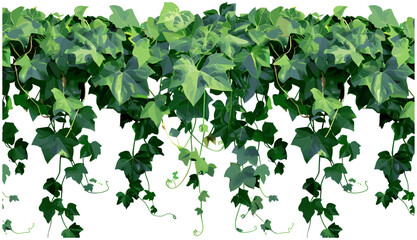 Dense green ivy climbing, vector lush verdant foliage and vines, botanical frame or border, natural background, ornamental greenery, fresh leaves, jungle plants © aura studio