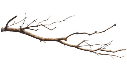 Obraz premium Dry tree branches isolated on white background, bare tree branches, nature branches, winter branches, isolated branches, tree silhouette, leafless branches