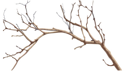 Dry tree branches isolated on white background, vector tree silhouette, isolated tree twigs, nature vector, autumn tree branches, leafless branches, minimalist tree