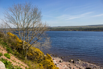 View over the Northern part of Loch Ness, Scotland, on a clear spring day, with gorse flowering on the bank