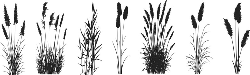 Silhouette of cattails and reeds. Wild grass on the river bank. Swamp coastal plants.