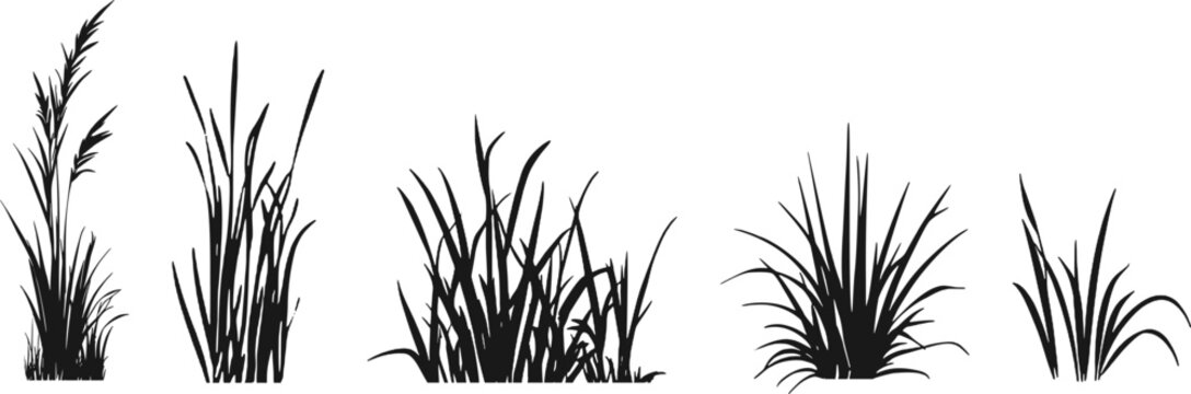 Silhouette of cattails and reeds. Wild grass on the river bank. Swamp coastal plants.
