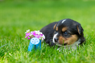 Black and white red newborn mongrel puppy lies on green lawn with decorative watering can with...