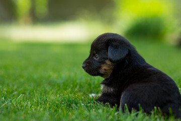 Portrait of a newborn mongrel puppy on a green lawn
