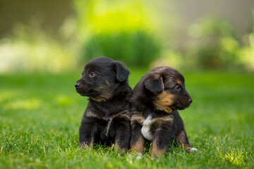 Newborn mongrel puppies on a green lawn
