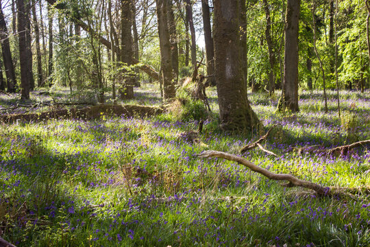 Early morning dappled shade and sunlight in a bluebell wood with English bluebells in bloom, in the Trossachs National Park of the Scottish Highlands. - Powered by Adobe