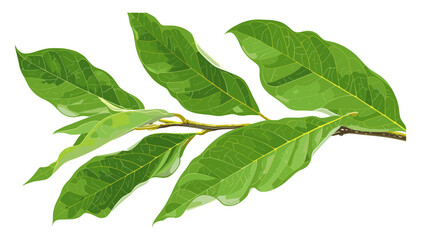 Fresh green bay leaves, vector, twig isolated on white, clipping, aromatic herb, spice, culinary ingredient, natural leaf, seasoning, organic plant, botanical illustration