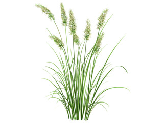 Fresh green grass with seeds, vector isolated on white background, natural texture, realistic lawn, meadow, clipping path, spring greenery, eco-friendly plant, nature illustration