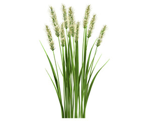 Vector green grass with seeds, isolated on white background, fresh lawn texture, nature clipart, spring meadow, grassland, eco symbol, realistic turf, botanical element