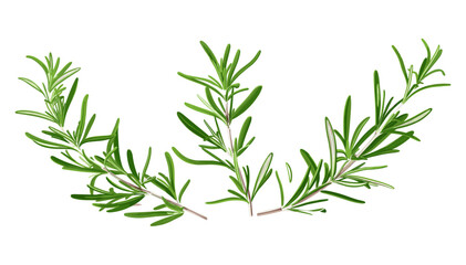 Fototapeta premium Vector rosemary twig, fresh green leaves isolated, aromatic herb, culinary plant, organic seasoning, spice sprig, natural ingredient, healthy cooking, botanical illustration, garden herb