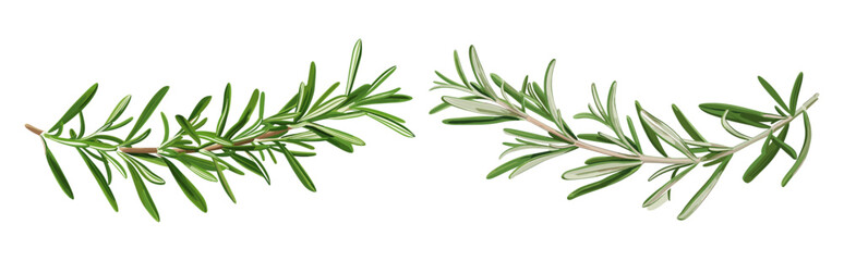 Fresh green rosemary leaves, vector illustration, isolated herb twig, organic spice, aromatic plant, culinary seasoning, natural sprig, kitchen herb, healthy food, fragrant leaves
