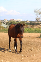 Fototapeta premium Horse. Brown horse on a farm. Horse eats. Beautiful Horse portrait of a horse 