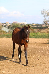 Obraz premium Horse. Brown horse on a farm. Horse eats. Beautiful Horse portrait of a horse 