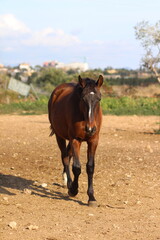 Fototapeta premium Horse. Brown horse on a farm. Horse eats. Beautiful Horse portrait of a horse 