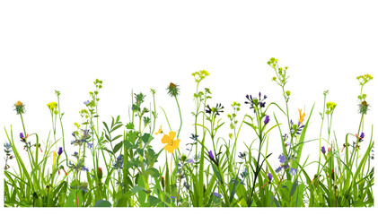 Meadow grass with wild daisies in full flower, vector grass border with wildflowers on transparent background, lush green grass, spring summer nature, white flowers © aura studio