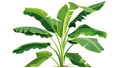 Green Banana Plant with Decayed Leaf, tropical foliage, banana tree, tropical plants, banana leaves, decaying leaf, garden plant, lush greenery, nature background,