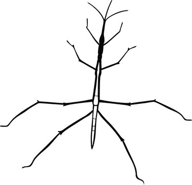 Stick Insect blending with branches line art illustration
