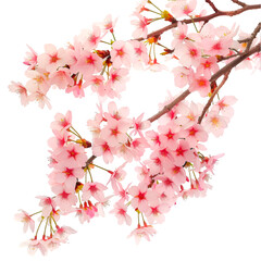 Delicate Pink Cherry Blossoms Branch Spring Flowers Nature Beauty