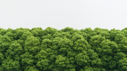 Fototapeta premium Lush green treetops create vibrant natural landscape under soft