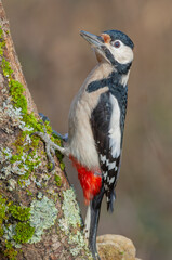 A bird is perched on a tree branch. Great Spotted Woodpecker (Dendrocopos major).