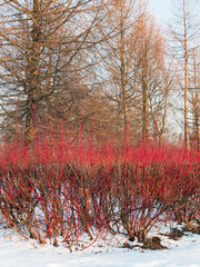 Bush of Common Dogwood, Cornus sanguinea in winter