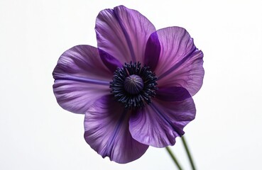 Naklejka premium Delicate purple flower on clear surface with white canvas. Macro floral photo of anemone petals, dark heart center, spring bloom. Botany nature beauty wallpaper, exotic flora design.
