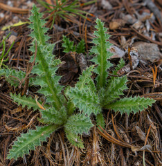 Thistle plant emerging through pine needles