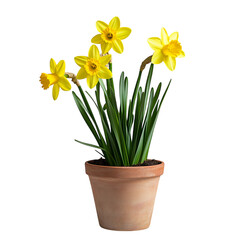 A Small Potted Daffodil Plant with Bright Yellow Flowers Isolated on Transparent Background