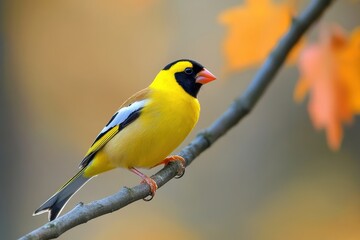 Fototapeta premium Goldfinch Perched on a Tree Branch Surrounded by Nature's Beauty