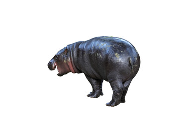 Baby pygmy hippopotamus isolated on transparent background. This hippo's name is Moo Deng.