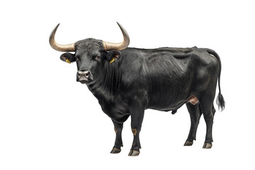 Black Bull with Large Horns on White Background