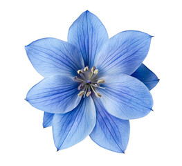 blue flower on white background
