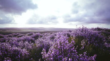 Bruyère Violette Épanouie Dans Les Paysages Du Yorkshire Du Nord