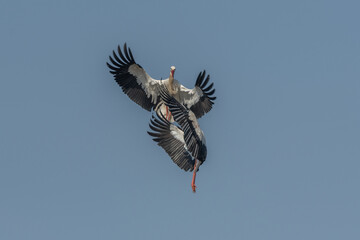 Two white storks (ciconia ciconia) fight in flight.