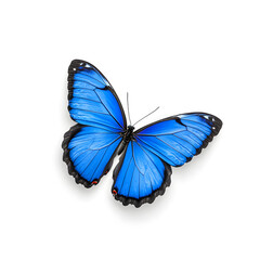 Blue Morpho butterfly isolated on white background