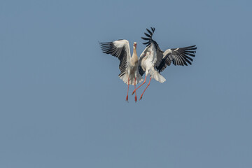 Two white storks (ciconia ciconia) fight in flight.