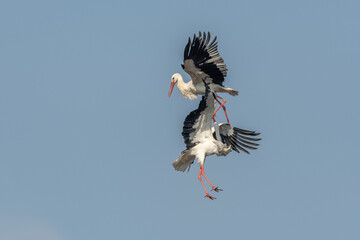 Two white storks (ciconia ciconia) fight in flight.