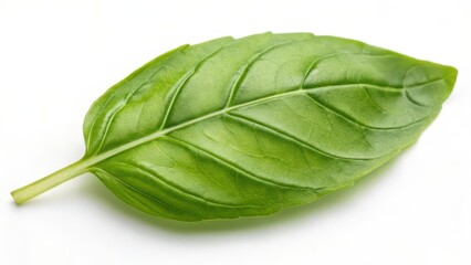 Fototapeta premium Single Basil Leaf on White Background