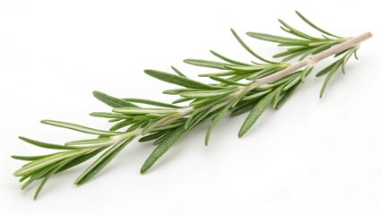 Fototapeta premium Rosemary Sprig on White Background