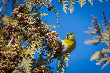 On a sunny day, a male Eurasian siskin sits on the Thuja branch and eats its seeds toward the...