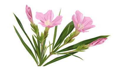 Vector rosebay flowers, oleander pink bud, isolated on white, botanical illustration, Nerium flowers, blooming petals, nature artwork, floral clipart, natural pink blossoms
