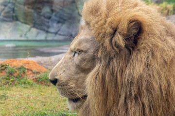 lion