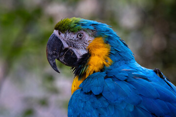 blue and yellow macaw