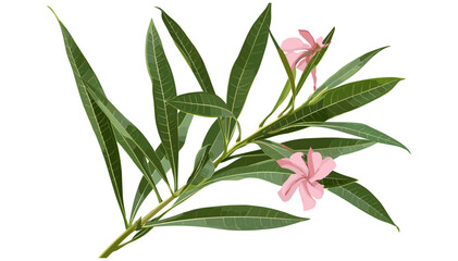 Fototapeta premium Vector Nerium Oleander spring, isolated on white, clipping path, pink flowers, floral artwork, botanical, spring design, nature illustration, garden blooms,