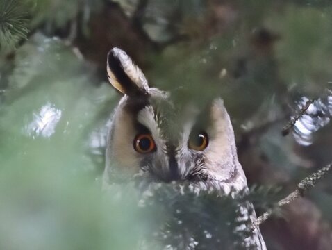 Waldohreule (Asio otus) Nahaufnahme in Reg&ouml;ly, Ungarn
